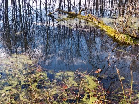 Reflection Stock Photos