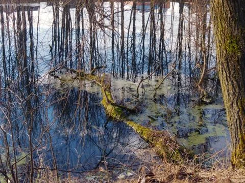 Reflection Stock Photos