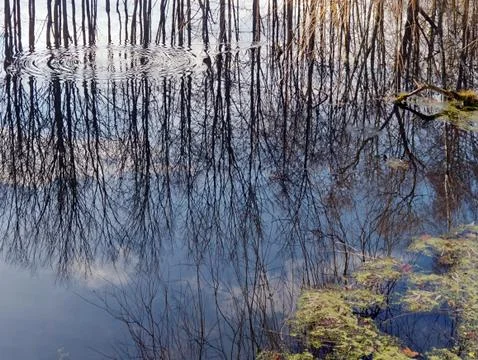 Reflection Stock Photos