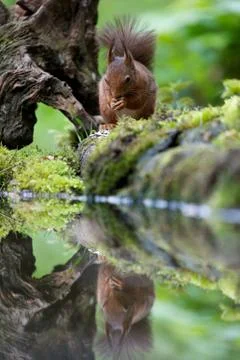Reflection Stock Photos