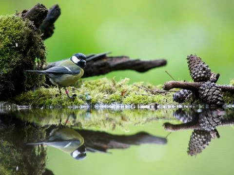 Reflection Stock Photos