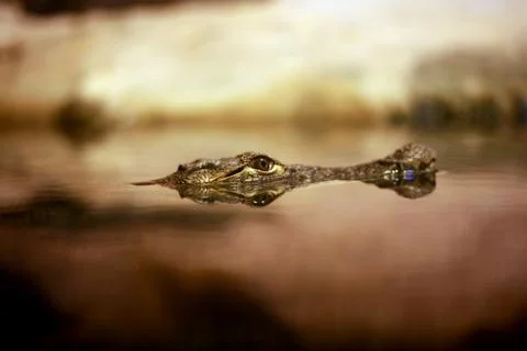 Reflection Foto stock