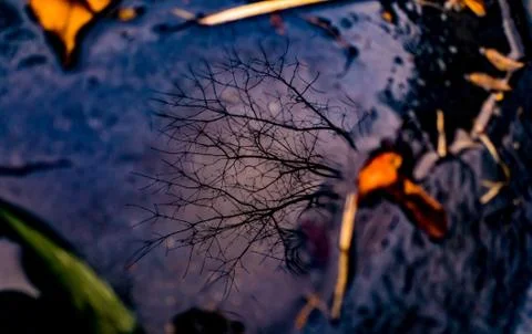 Reflection Stock Photos