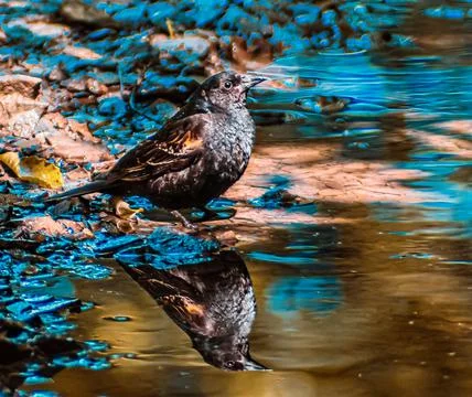 Reflection Stock Photos