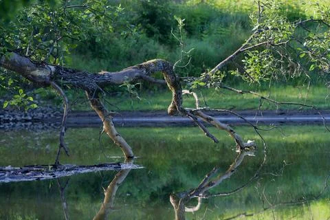 Reflection 库存照片