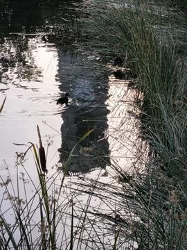 Reflection Photos
