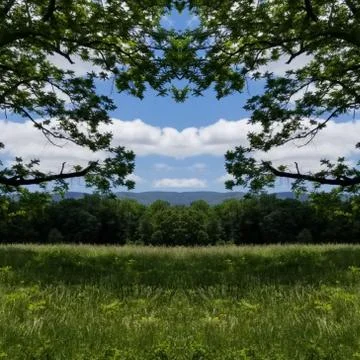 Reflection Photo Collage of Tree Framed Mountain Pasture in May Stock Photos
