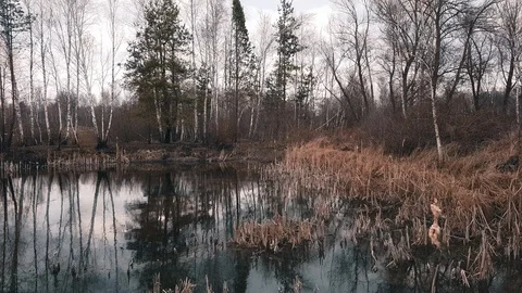Reflection of pine and birch trees in a lake. Early spring in the forest. Sun Stock Footage 124809555