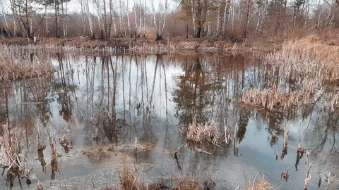 Reflection of pine and birch trees in a lake. Early spring in the forest. Sun 動画素材 124809648