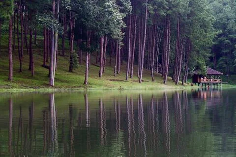 Reflection of the pine forest on the reservoir. Fotos Stock