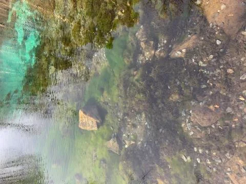 Reflection of pine tree forest Foto stock
