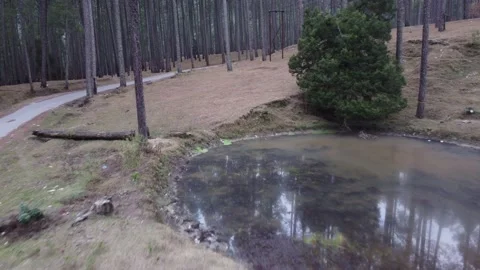 Reflection of a pine tree in water shot from drone . Stock Footage 170102172