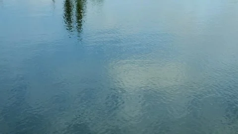 Reflection of pine trees on the surface of the lake with calm ripples Stock Footage 320055048