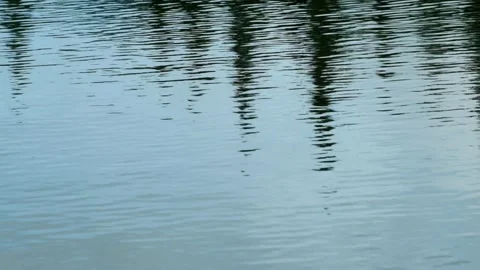 Reflection of pine trees on the surface of the lake with calm ripples Stock Footage 320055059