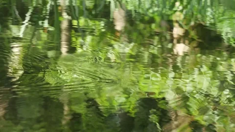 Reflection of the plant on the water 스톡 동영상 74655851