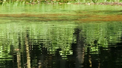 Reflection of the plant on the water 스톡 동영상 74657438