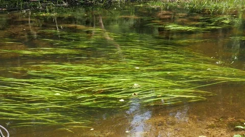 Reflection of the plant on the water 스톡 동영상 74657604