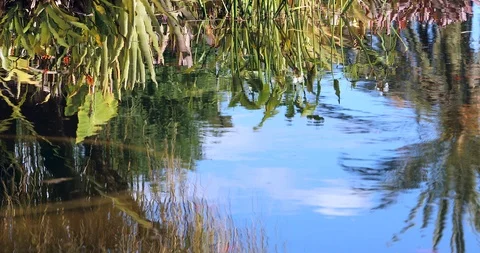 Reflection Of Plants And Palm Tree In Water Pond Stock Footage 125555355