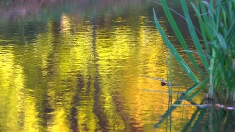 Reflection of Plants and Sky in the Lake Stock Footage 80467381