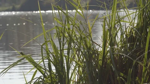 Reflection of Plants and Sky in the Lake Stock Footage 82453657
