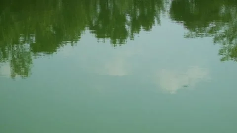 Reflection of plants on the surface of a calm lake Stock Footage 321798577