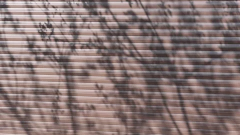Reflection of plants on a textured wall with geometric lines. Video stock 194232996