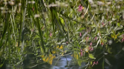 Reflection of plants in the water Stock Footage 126986680