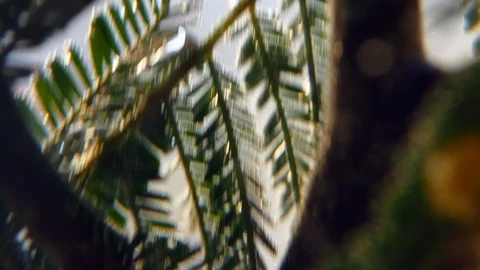 Reflection of plants in water. Macro shot. Abstract colorful blurred background. 스톡 동영상 104196896