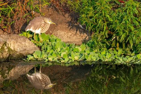 Reflection of Pond Heron Stock Photos