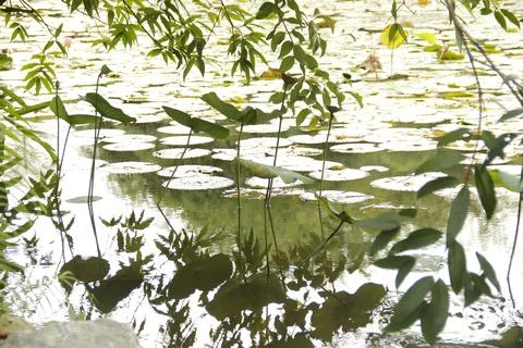 Reflection pond Stock Photos
