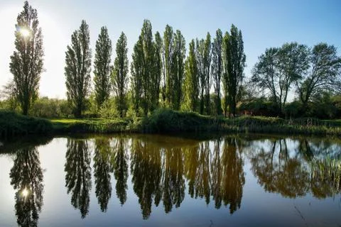 Reflection of poplars in the pond Stock Photos