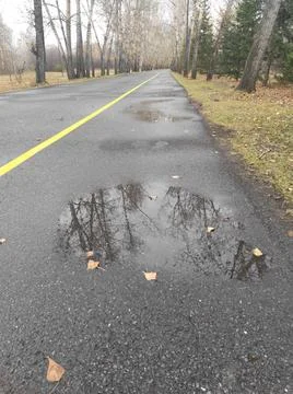 Reflection in a puddle in the autumn forest Stock Photos