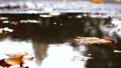 Reflection in puddle -Autumn leaves floating - 4K Video stock 142947026