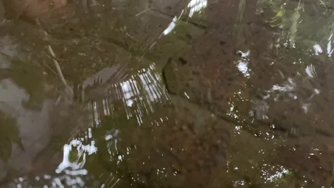 Reflection on puddle Stock Footage 327296214