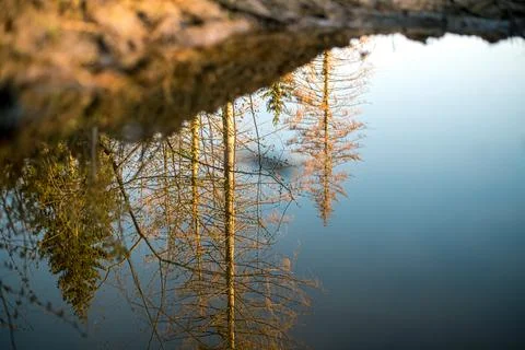 Reflection in a puddle in the forest Stock-Fotos