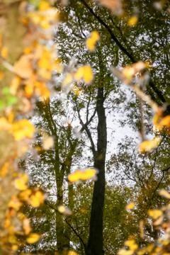 Reflection in puddle Stock Photos