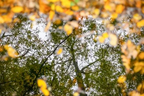 Reflection in puddle Stock Photos