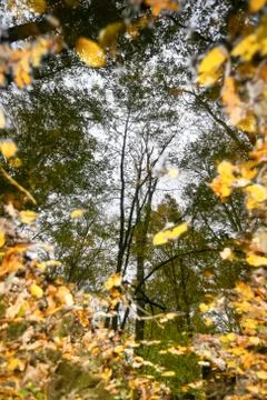 Reflection in puddle Stock Photos
