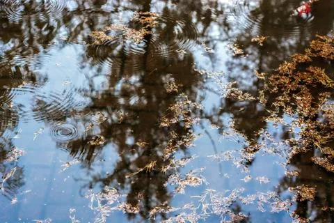 Reflection in a puddle. Stock Photos