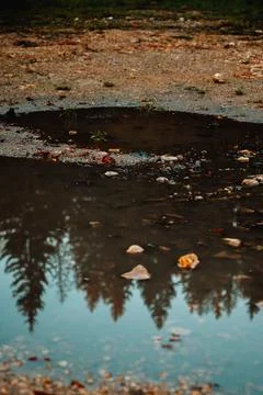 Reflection in a puddle of pine trees Stock Photos