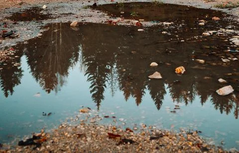 Reflection in a puddle of pine trees Stock Photos