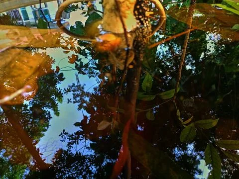 Reflection on puddles Foto stock