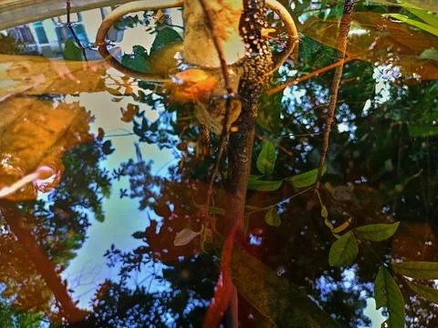 Reflection on puddles Stock Photos