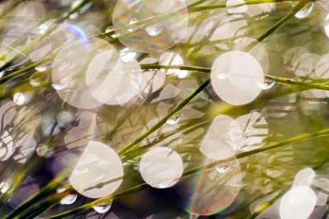Reflection raindrops on the horsetail Stock Photos