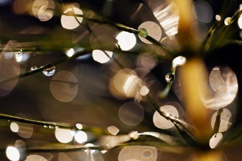 Reflection raindrops Stock Photos