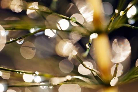 Reflection raindrops Stock Photos