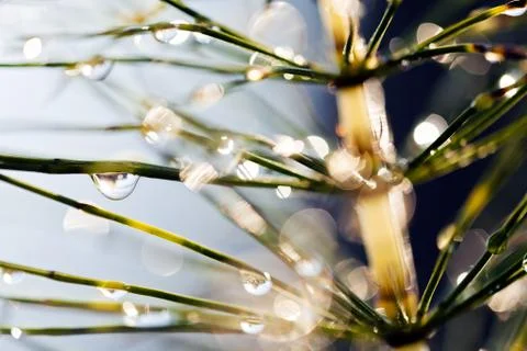 Reflection raindrops Stock Photos