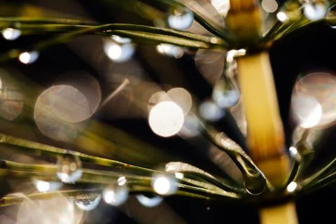 Reflection raindrops Stock Photos