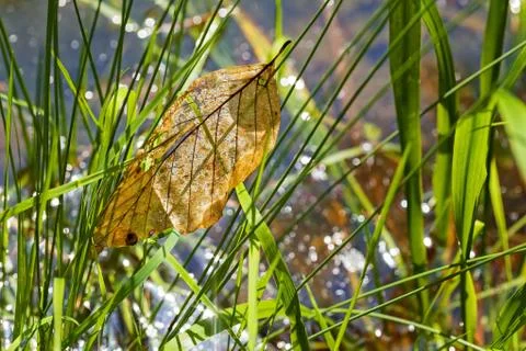 Reflection raindrops Foto stock gratuite