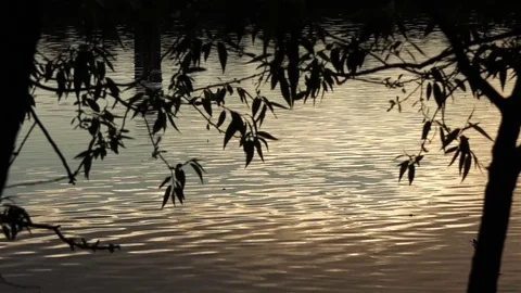 A reflection of the rays of the sun on the water at sunset under the foliage of Stock Footage 72464994
